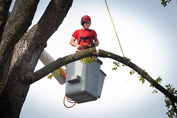 Reliable Boulder Creek, CA  Tree Services Solutions